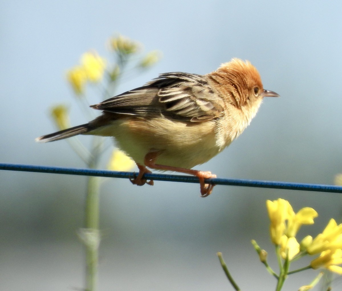 Таміка золотоголова - ML646728856