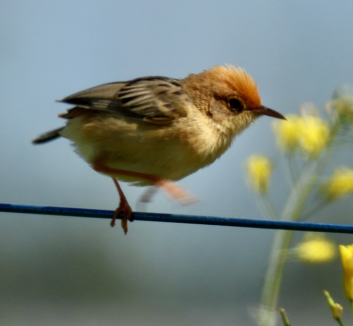 Таміка золотоголова - ML646728857