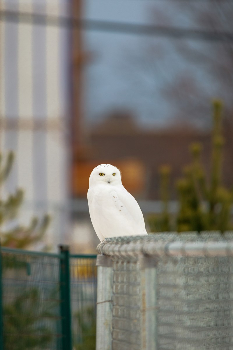 Сова біла - ML646728858