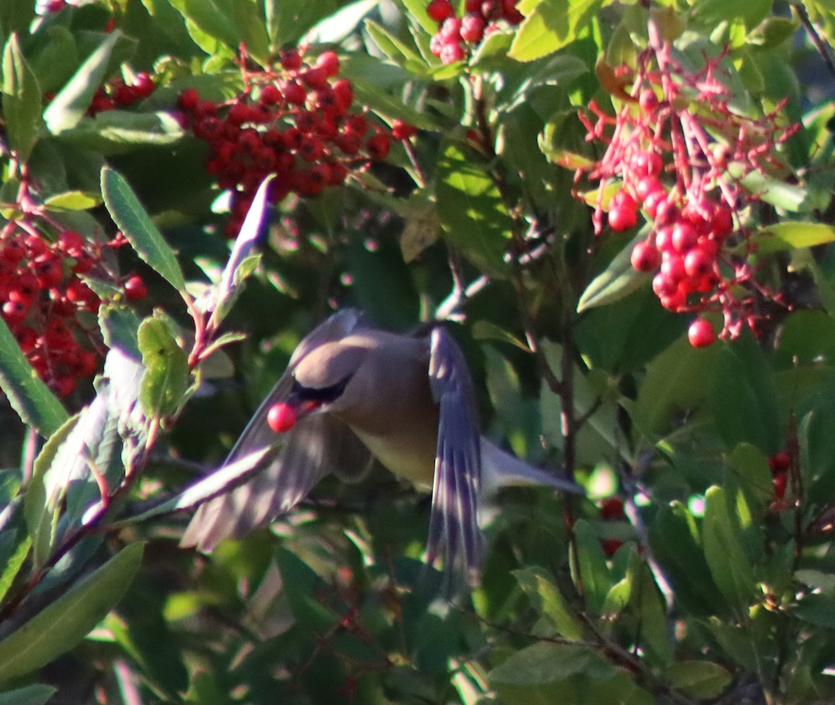 Омелюх американський - ML646728859