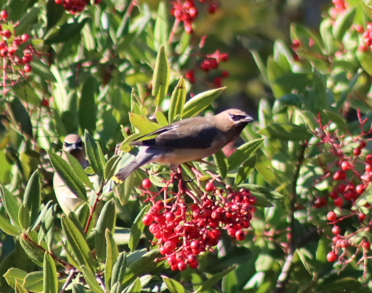 Омелюх американський - ML646728860