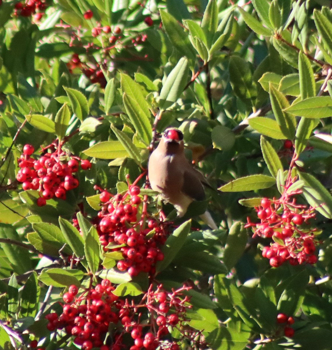 Омелюх американський - ML646728861