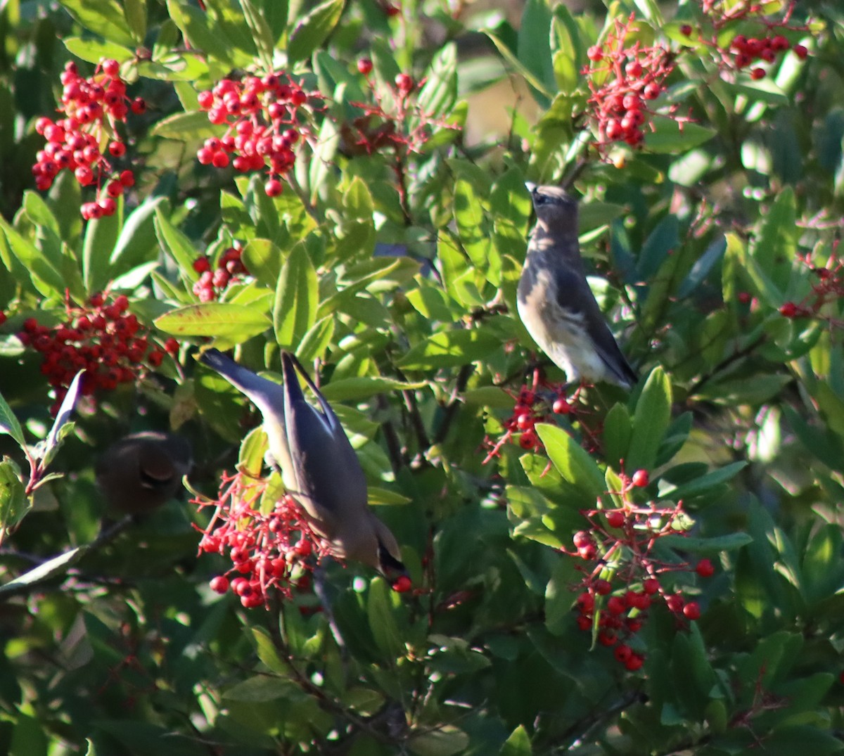 Омелюх американський - ML646728862