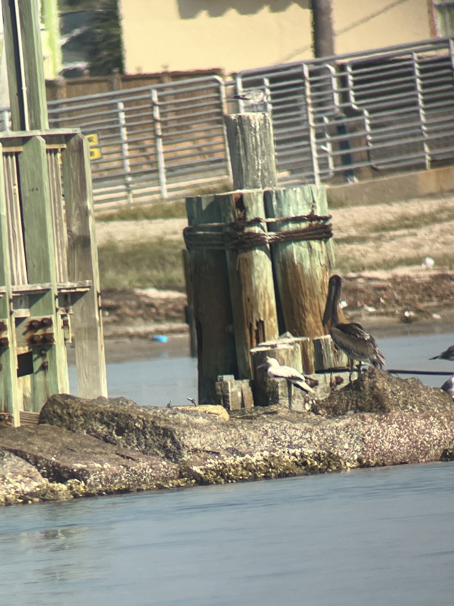 Red-footed Booby - ML646728863