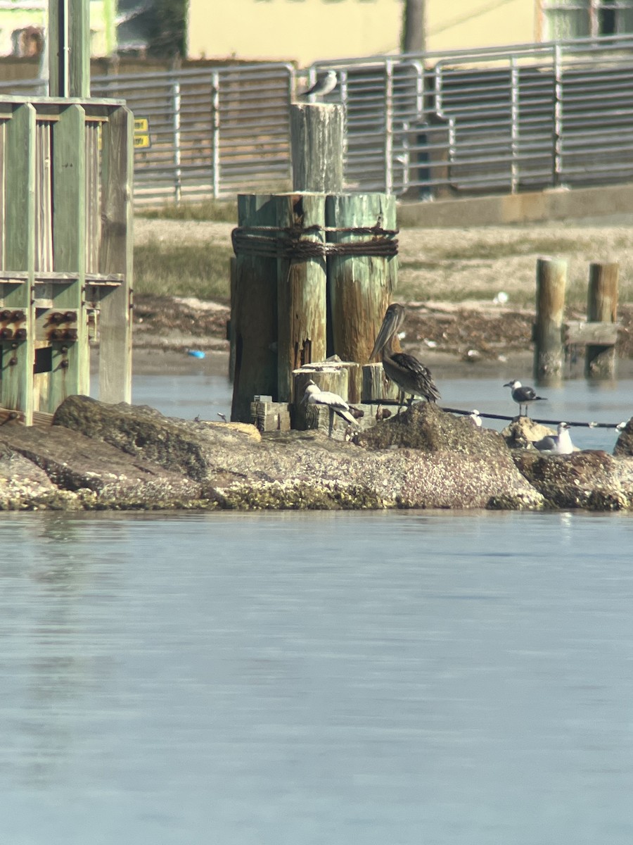 Red-footed Booby - ML646728864