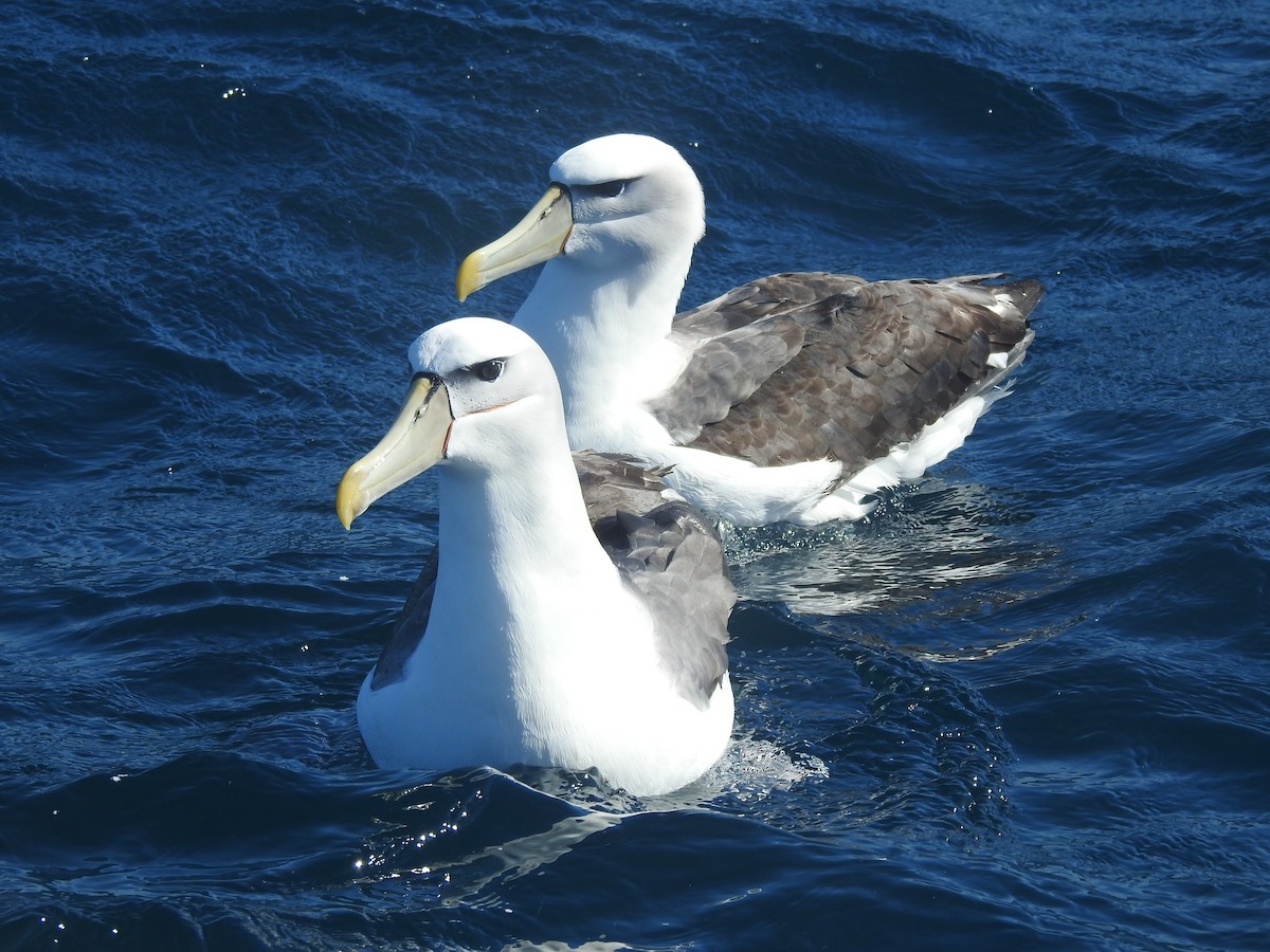 White-capped Albatross - ML646728865