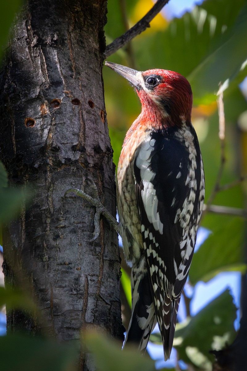 Red-breasted Sapsucker - ML646728867