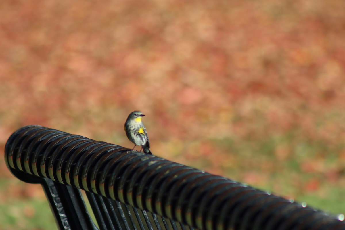Yellow-rumped Warbler (Audubon's) - ML646728868