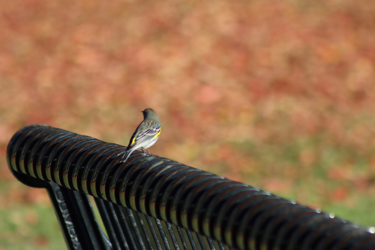 Yellow-rumped Warbler (Audubon's) - ML646728869