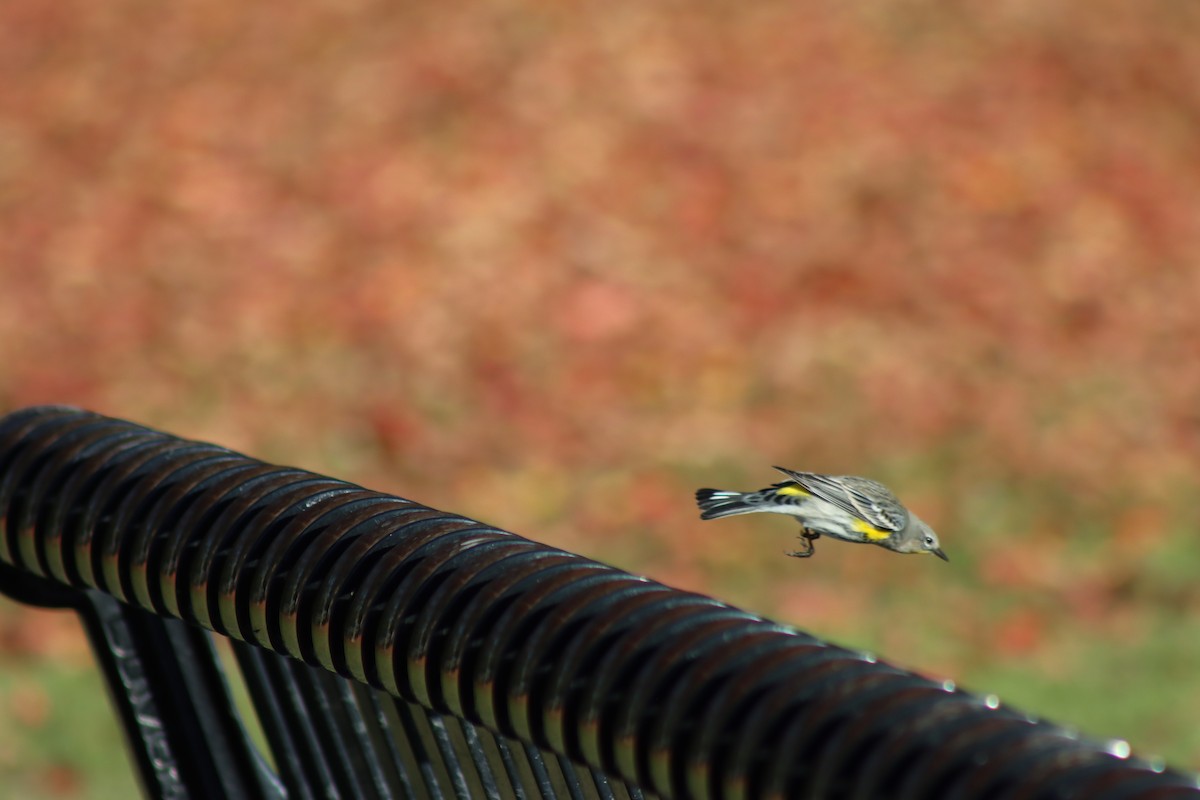 Yellow-rumped Warbler (Audubon's) - ML646728870