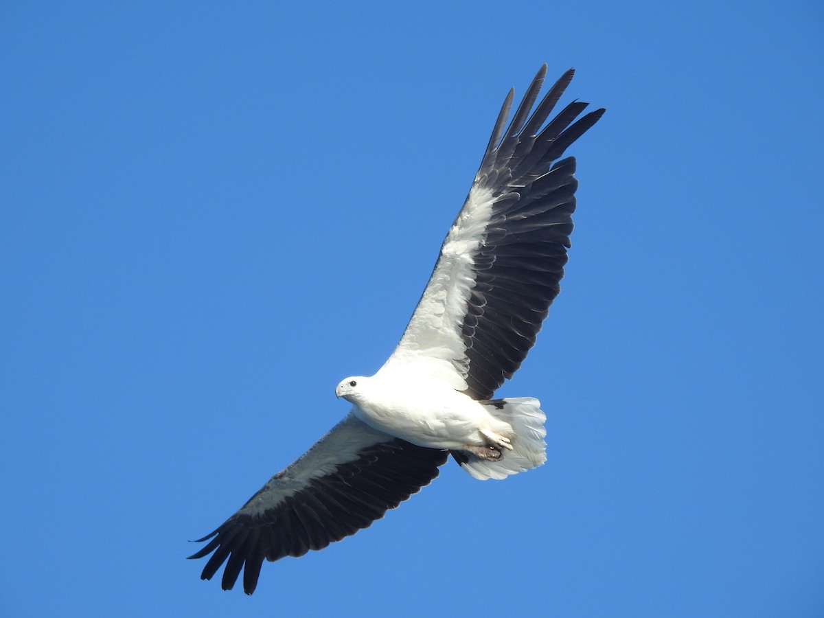 White-bellied Sea-Eagle - ML646728875