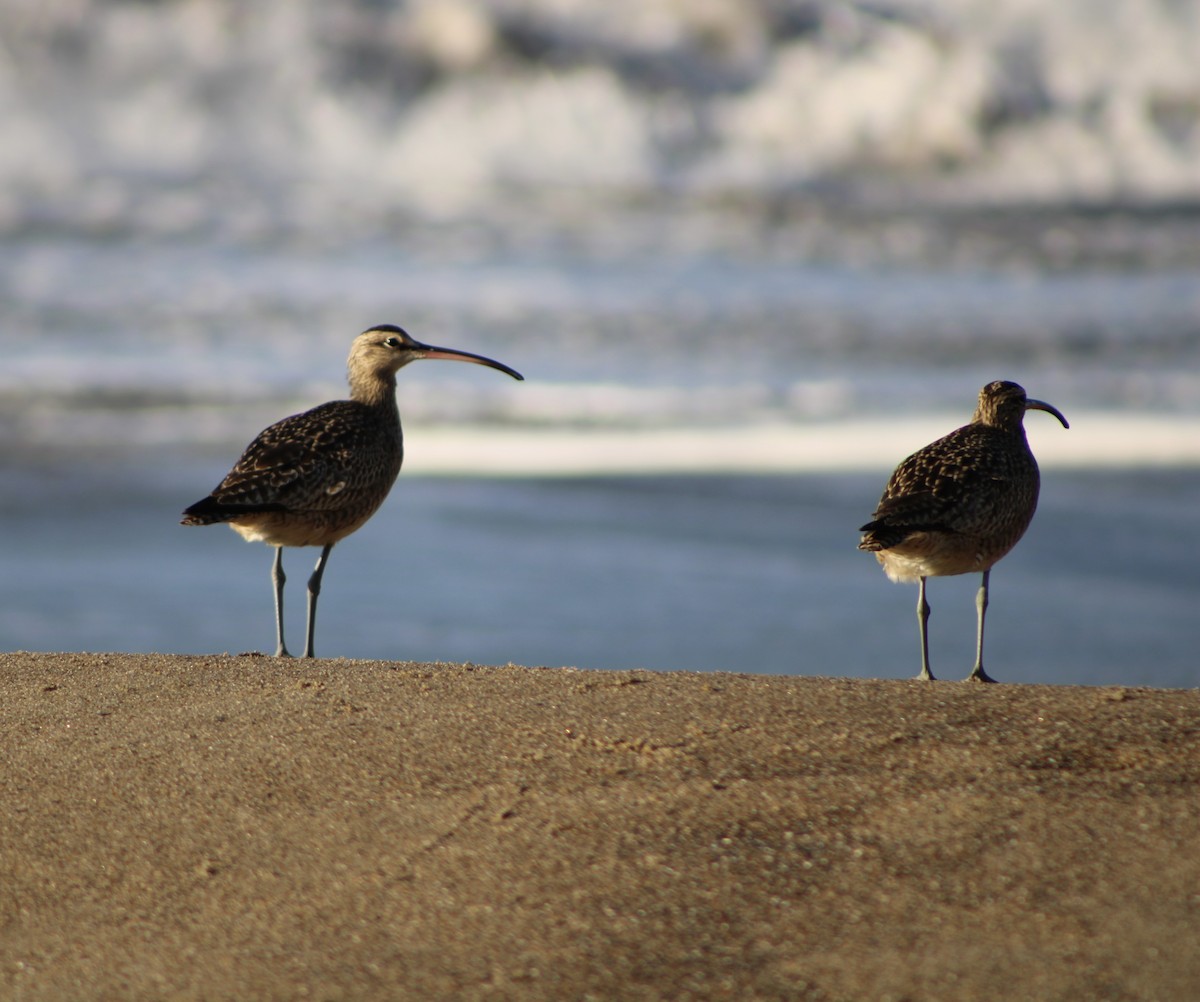 Courlis à long bec - ML646728877