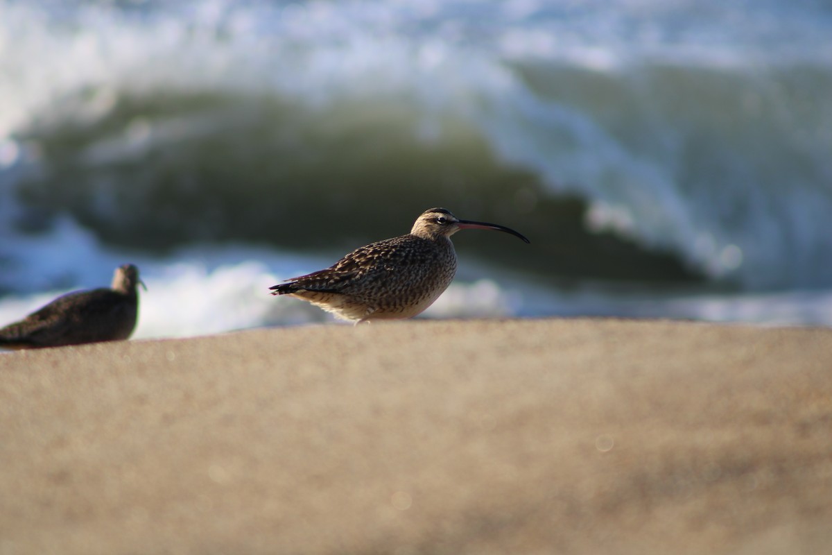 Courlis à long bec - ML646728878