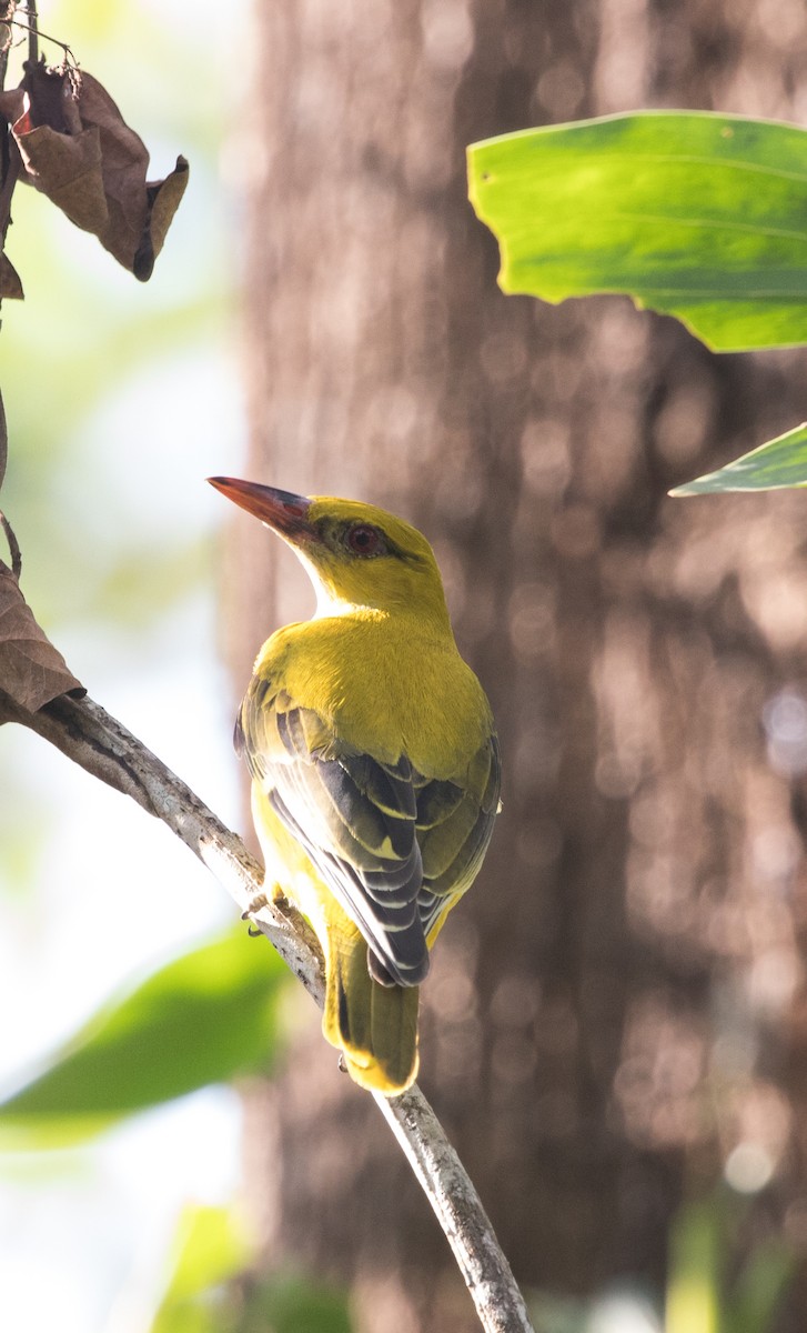 Indian Golden Oriole - ML646728879
