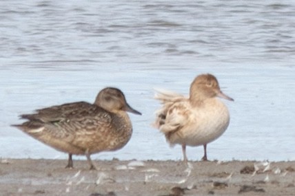 čírka obecná - ML646728880