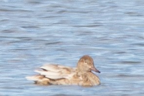 čírka obecná - ML646728881