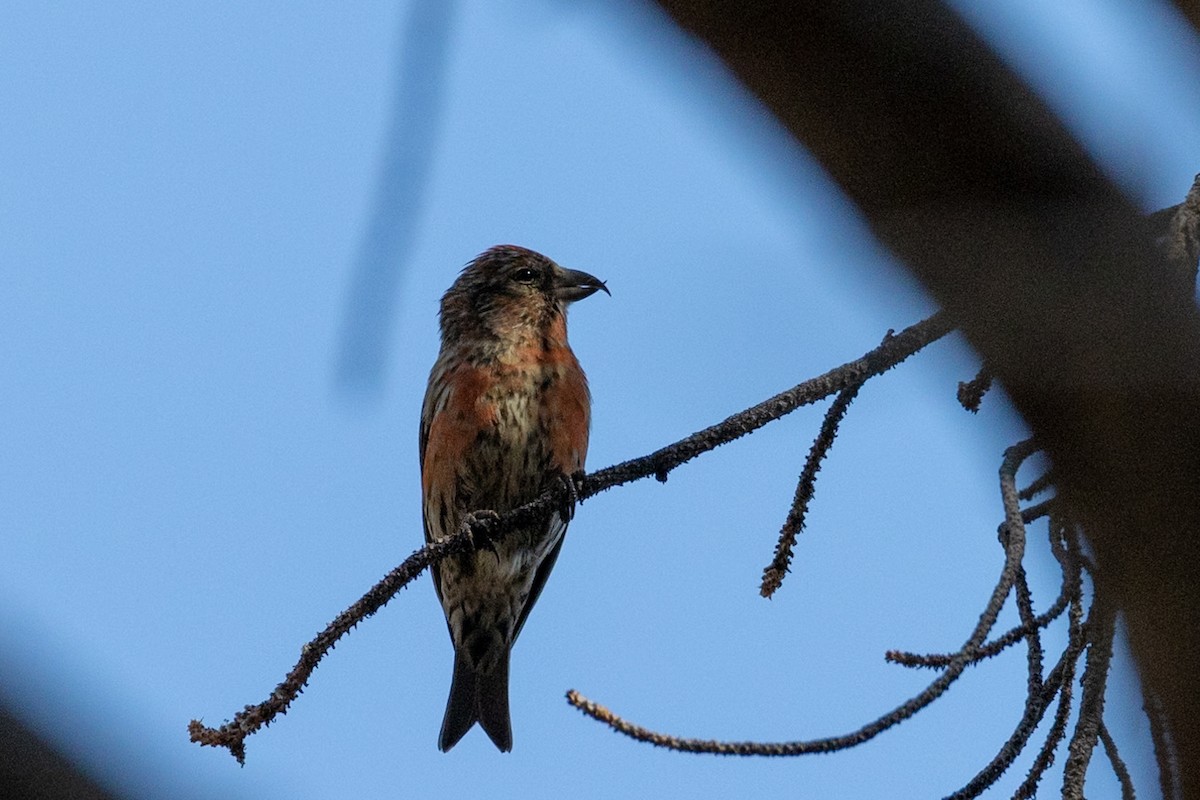 Red Crossbill - ML646728882