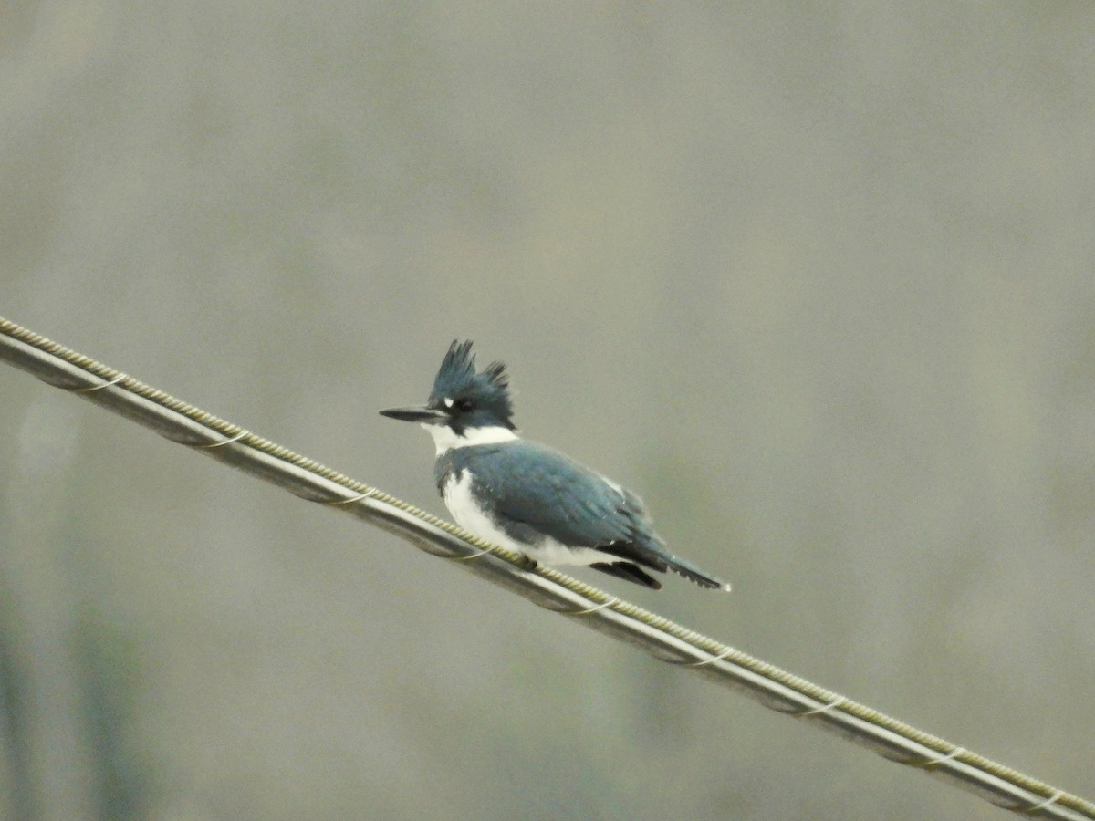 Опоясанный зимородок - ML646728883