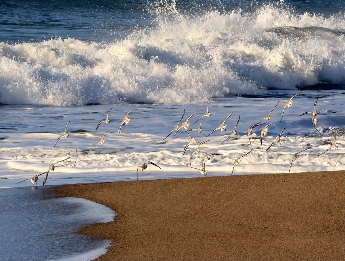 Bécasseau sanderling - ML646728885