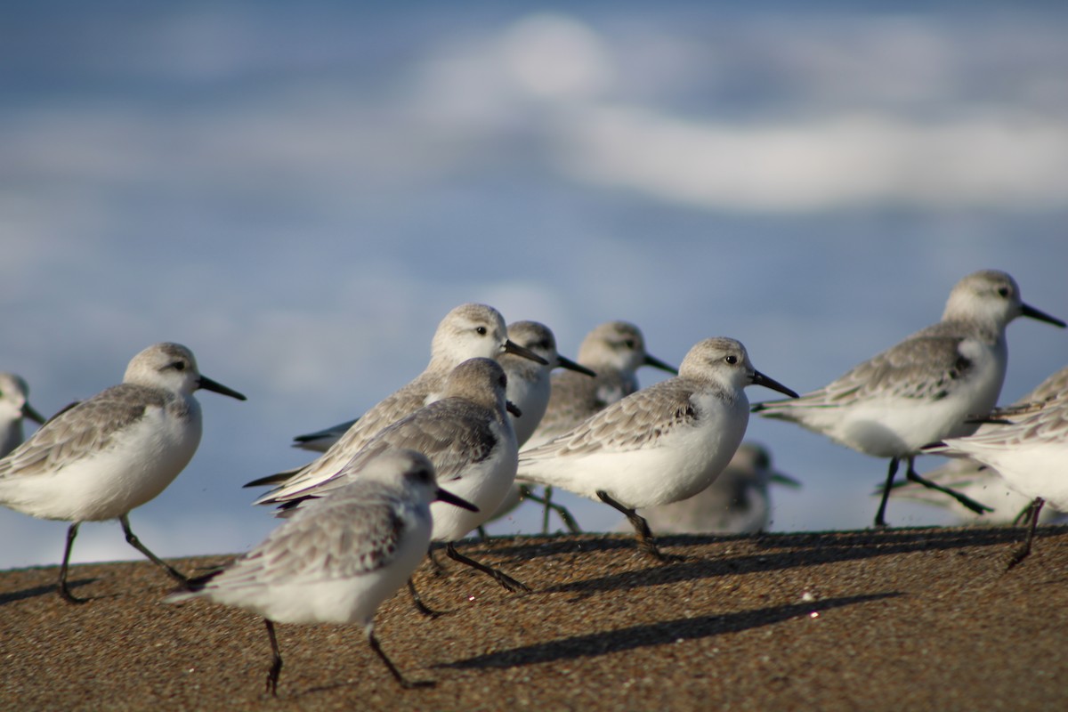 Bécasseau sanderling - ML646728886