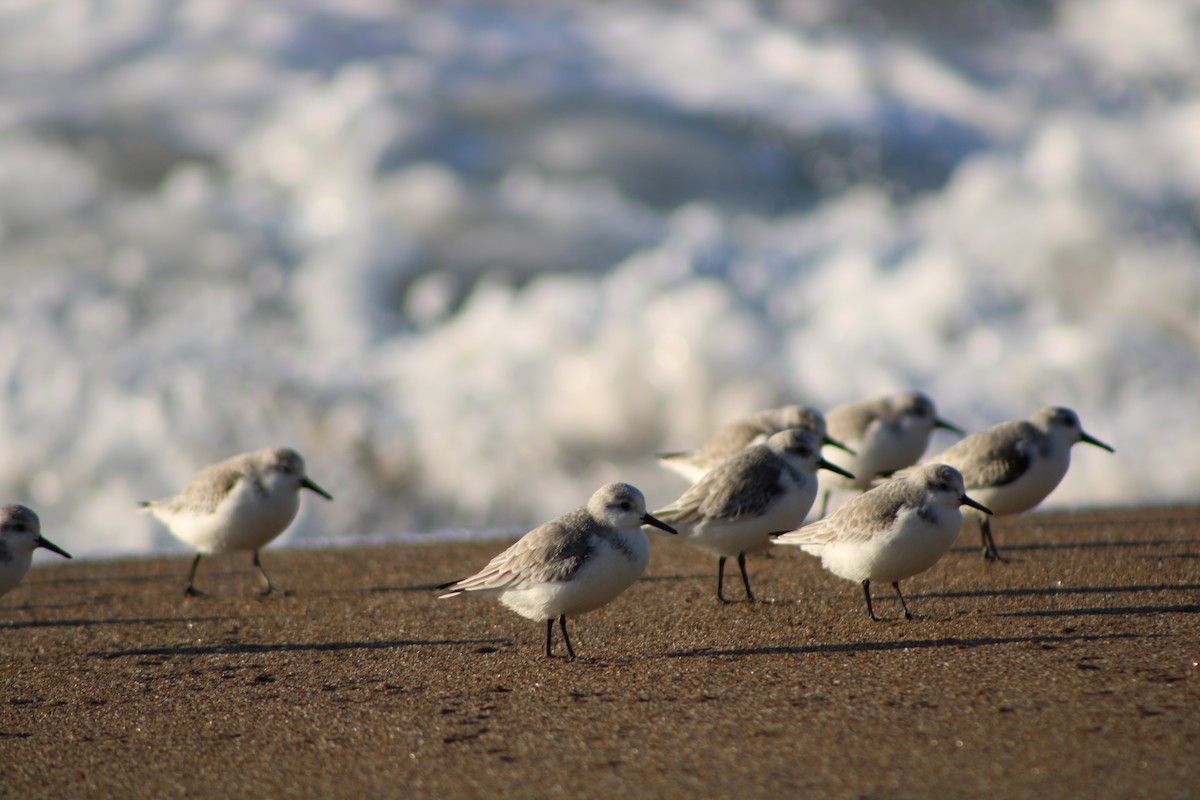 Bécasseau sanderling - ML646728887