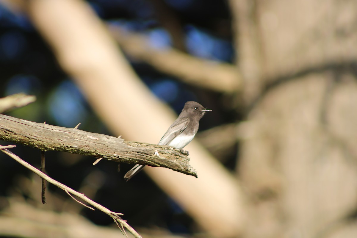 Moucherolle noir - ML646728888