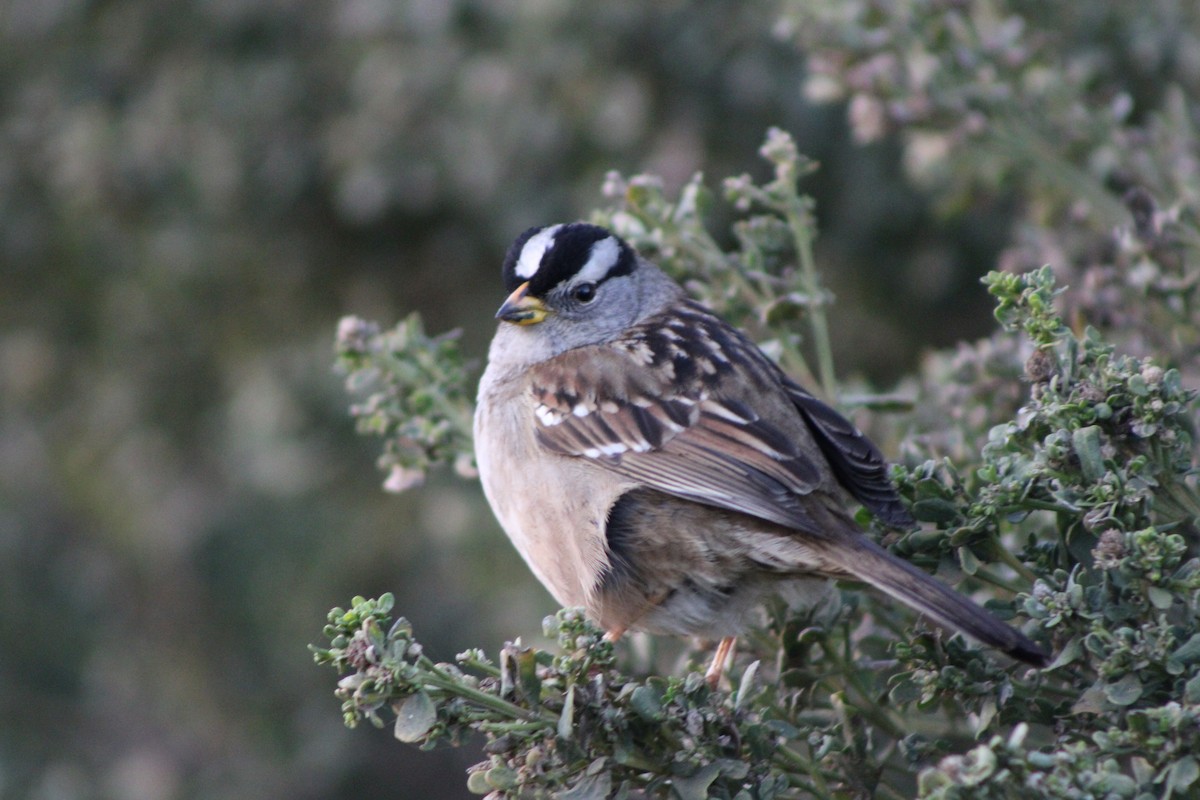 Bruant à couronne blanche - ML646728891