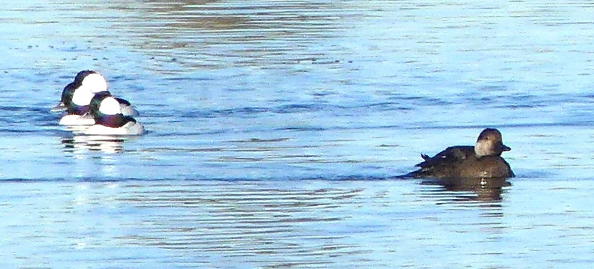 amerikasvartand - ML646728892