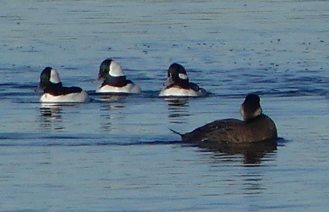 amerikasvartand - ML646728893