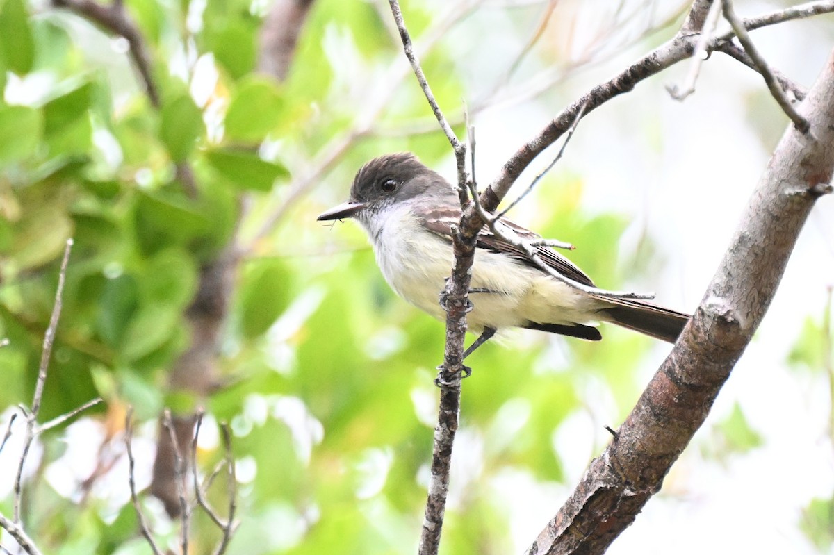 Swainson's Flycatcher - ML646728898