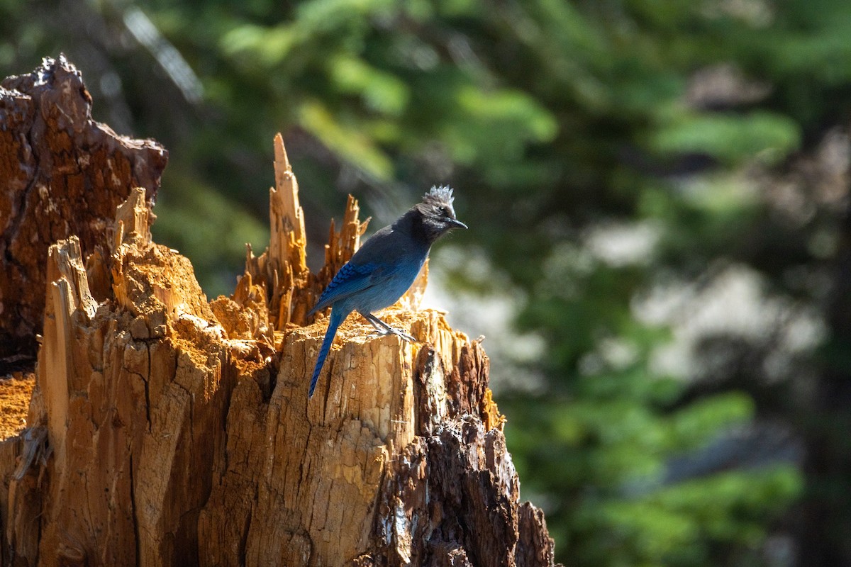 Steller's Jay - ML646728908