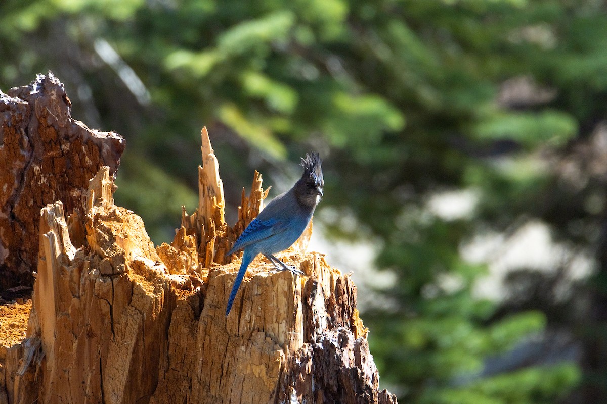 Steller's Jay - ML646728909