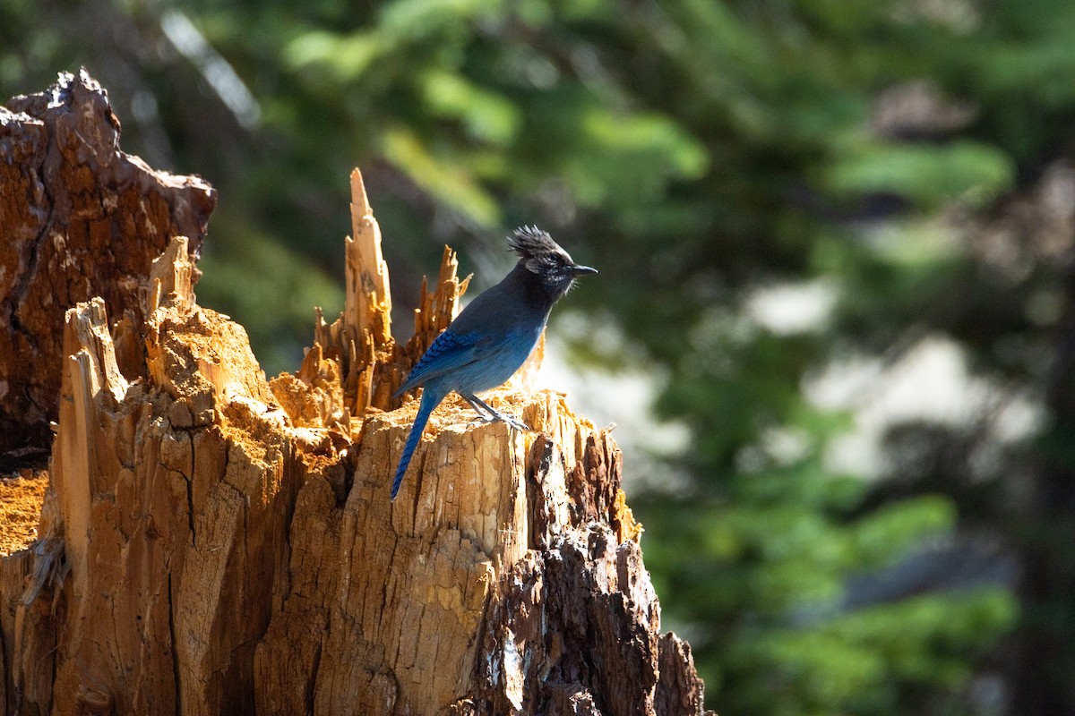 Steller's Jay - ML646728910