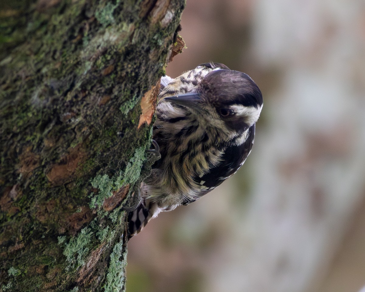 akrobatspett - ML646728915