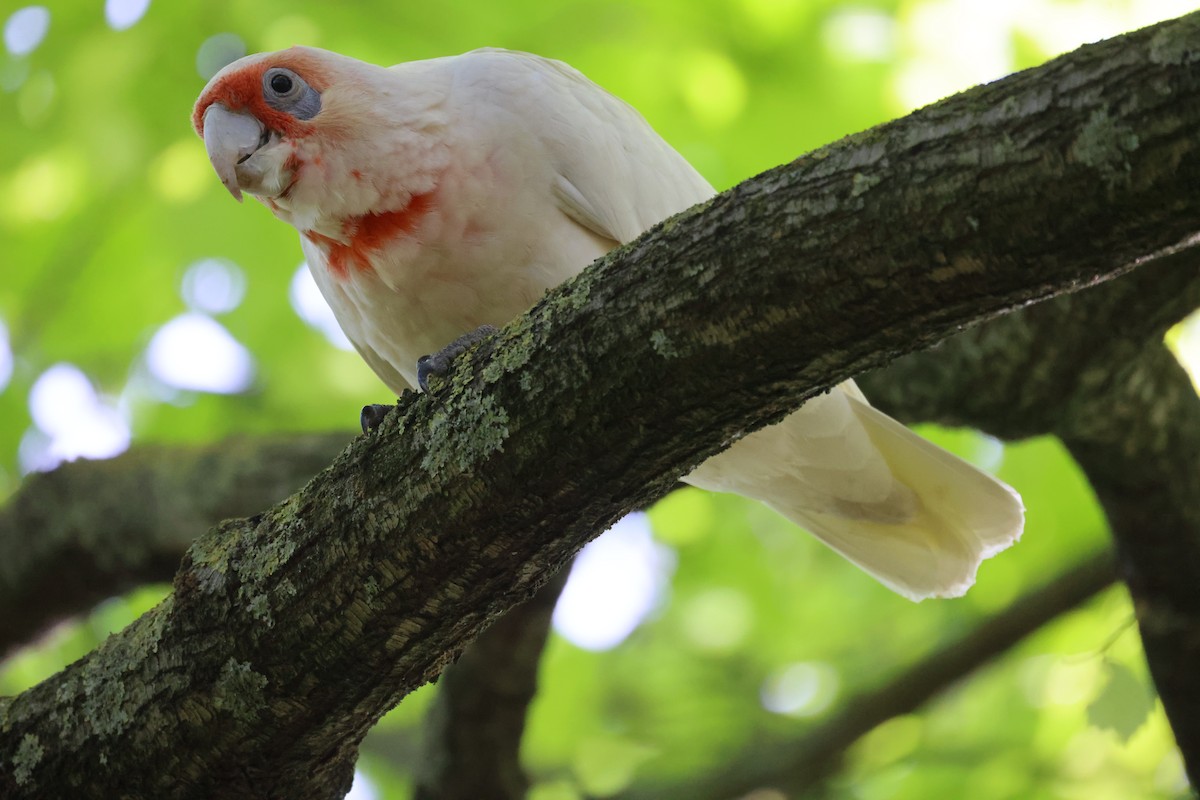 langnebbkakadu - ML646728917
