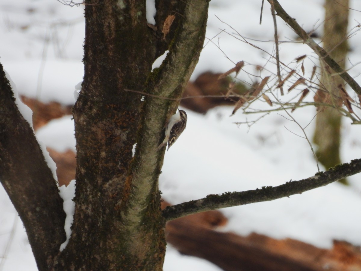 amerikatrekryper - ML646728919