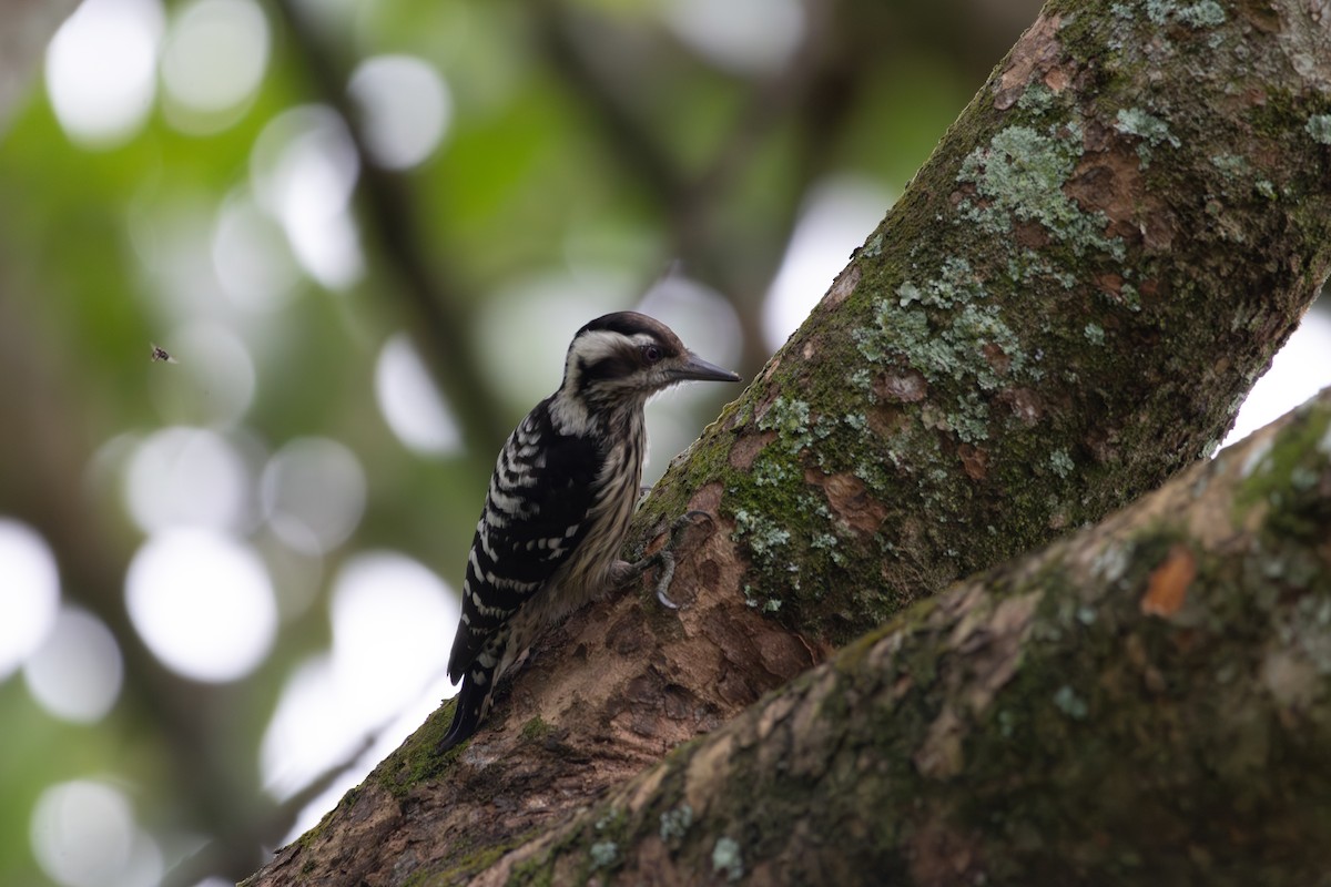 akrobatspett - ML646728920