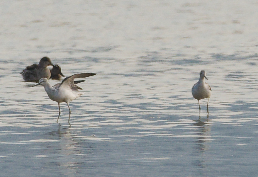 vodouš šedý - ML646728921