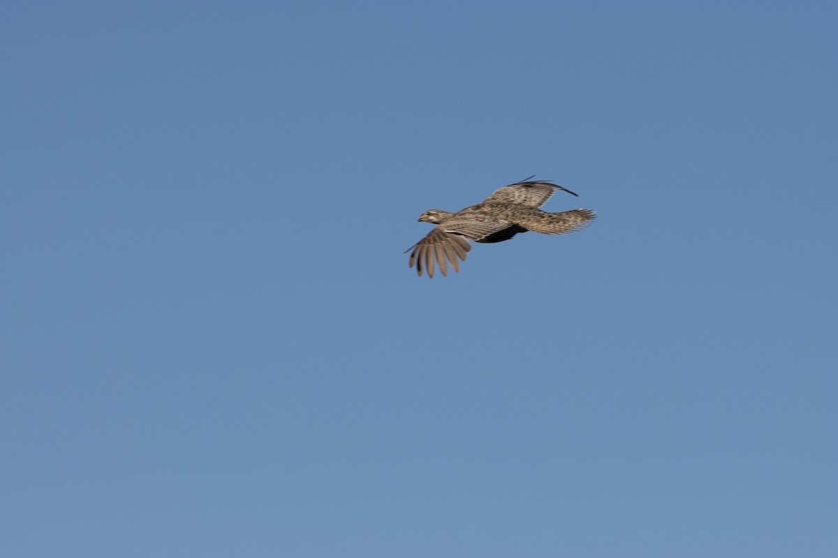 salviejerpe - ML646728922