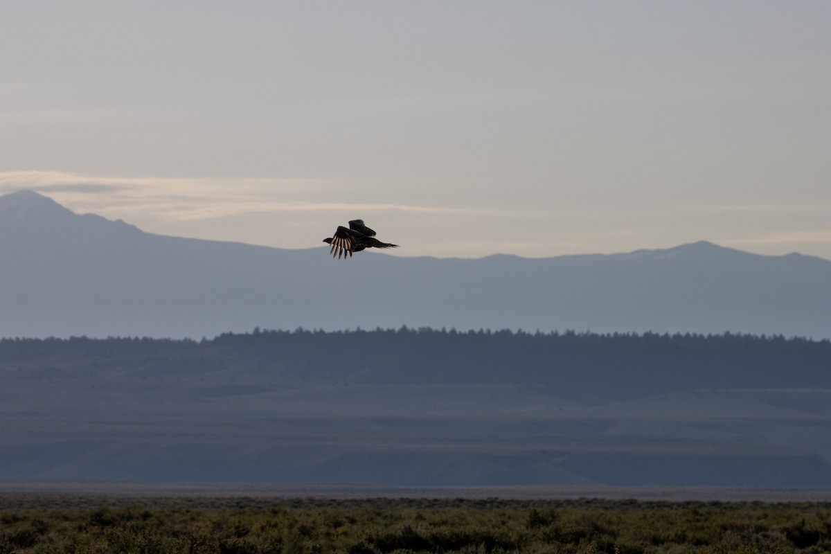 salviejerpe - ML646728923