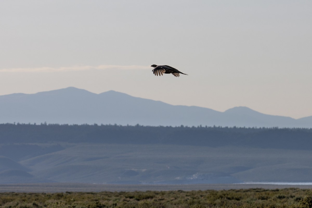 salviejerpe - ML646728924