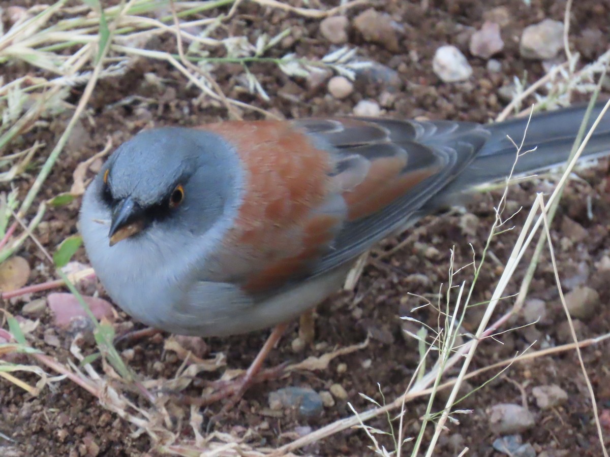 guløyejunko - ML646728925