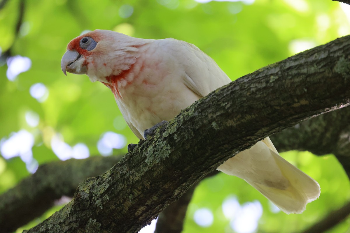 langnebbkakadu - ML646728926