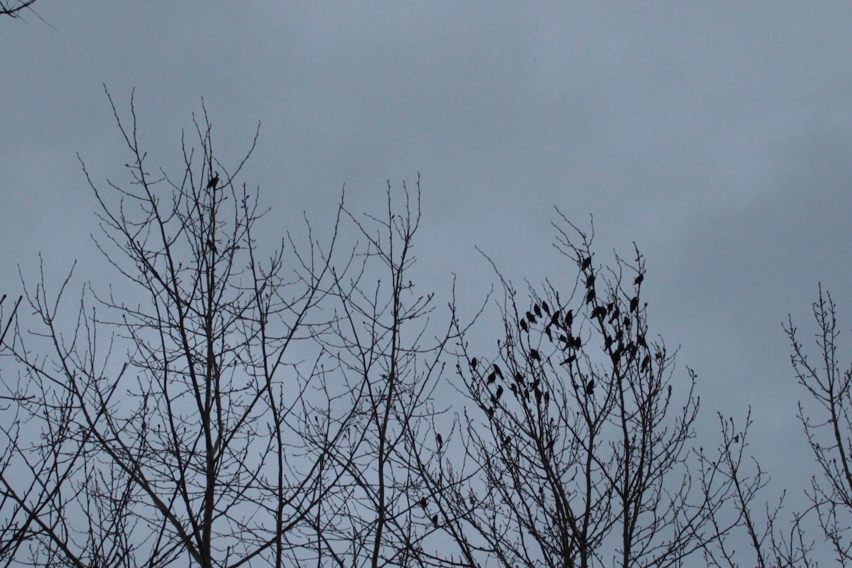 שחרורית אדומת-כנף - ML646728927