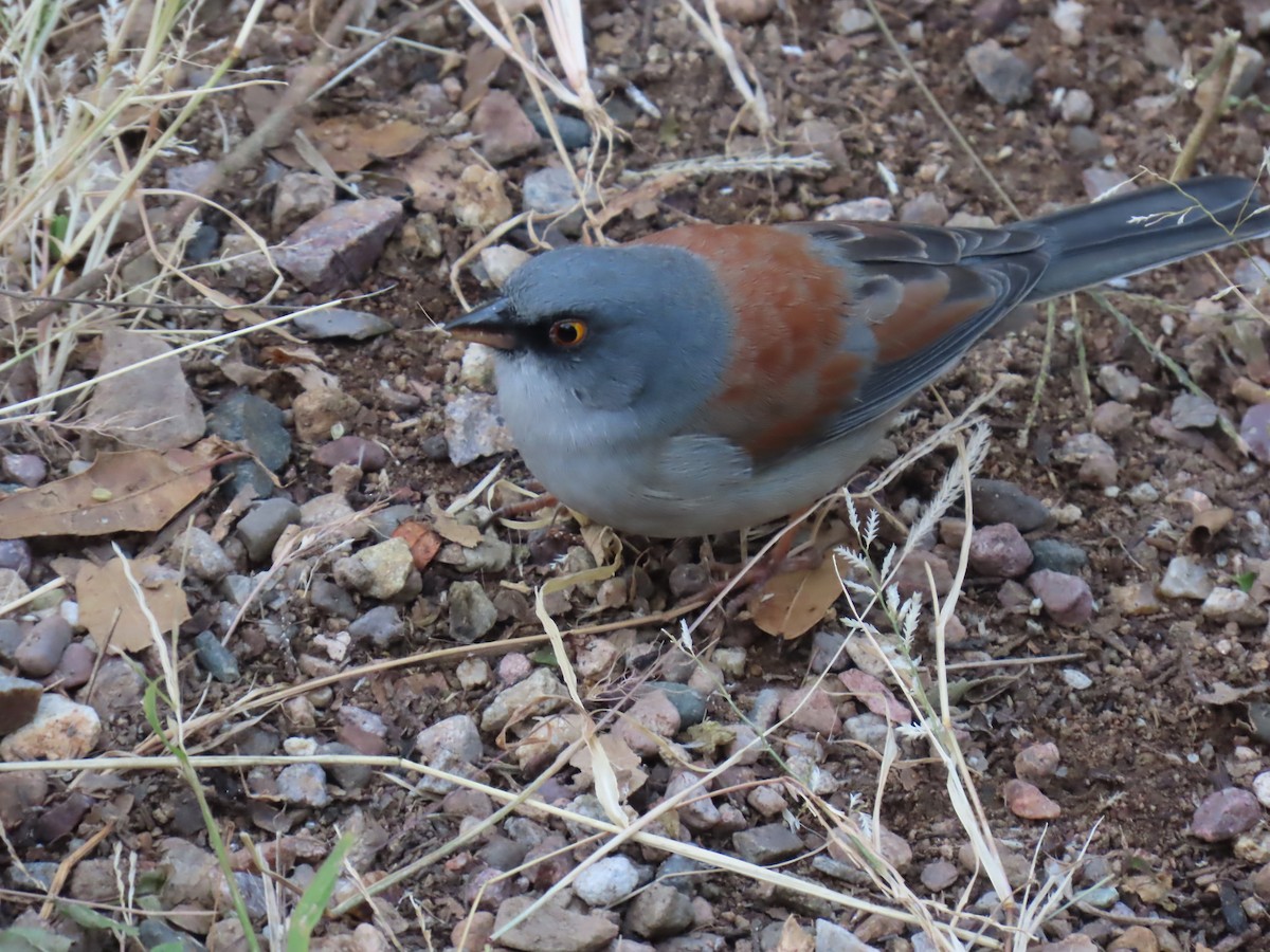 guløyejunko - ML646728930