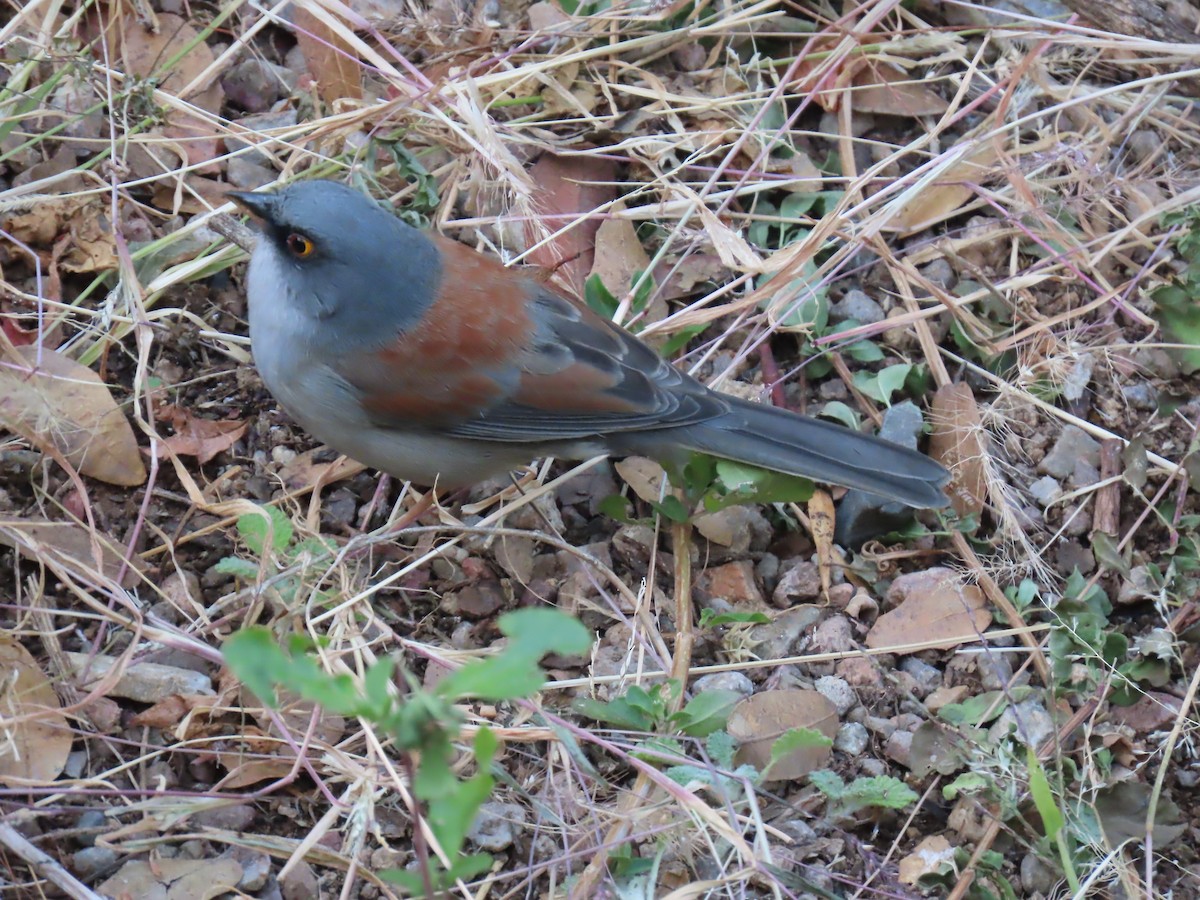 guløyejunko - ML646728931