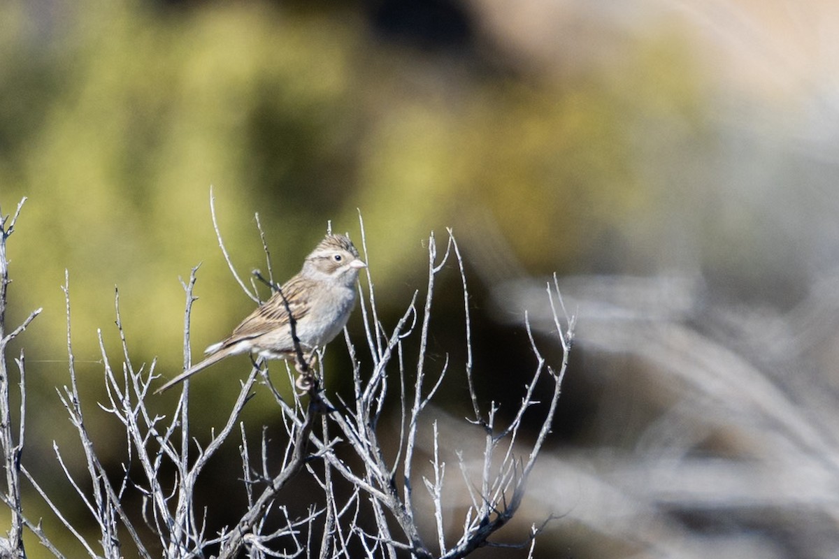 shoshonespurv - ML646728932