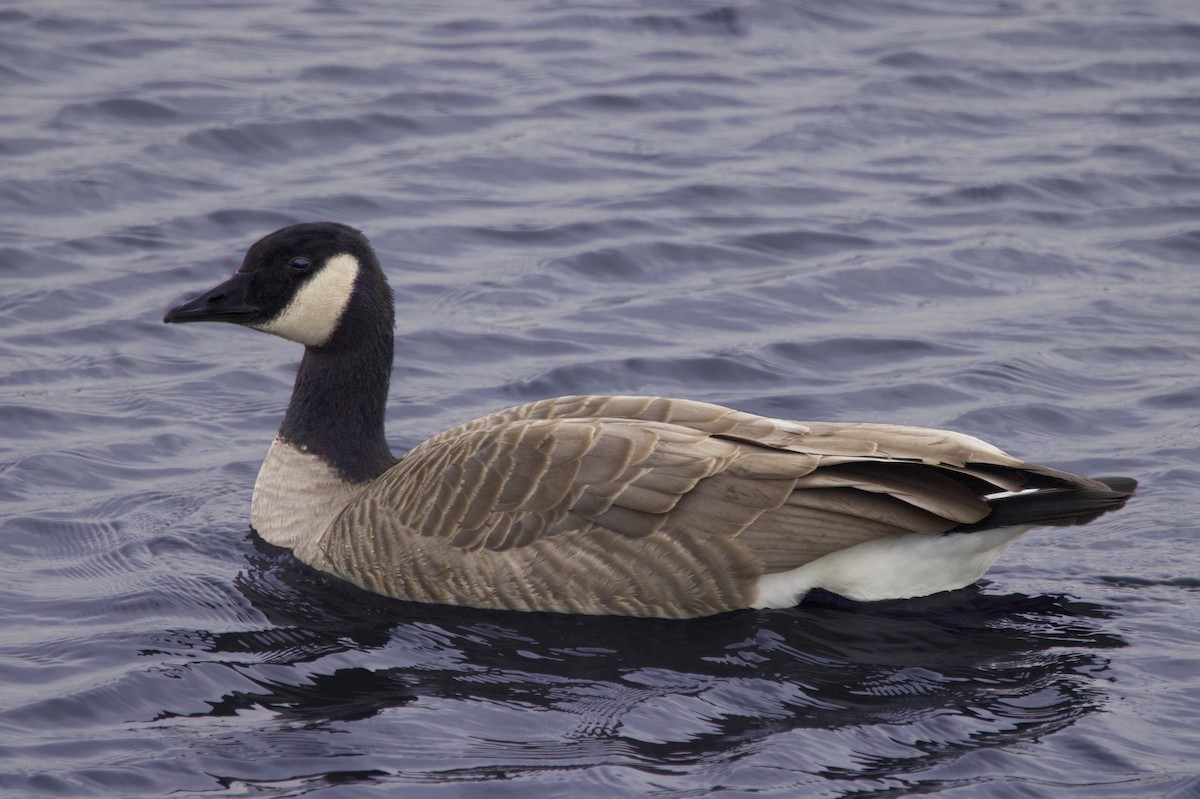 Canada Goose - ML646728933