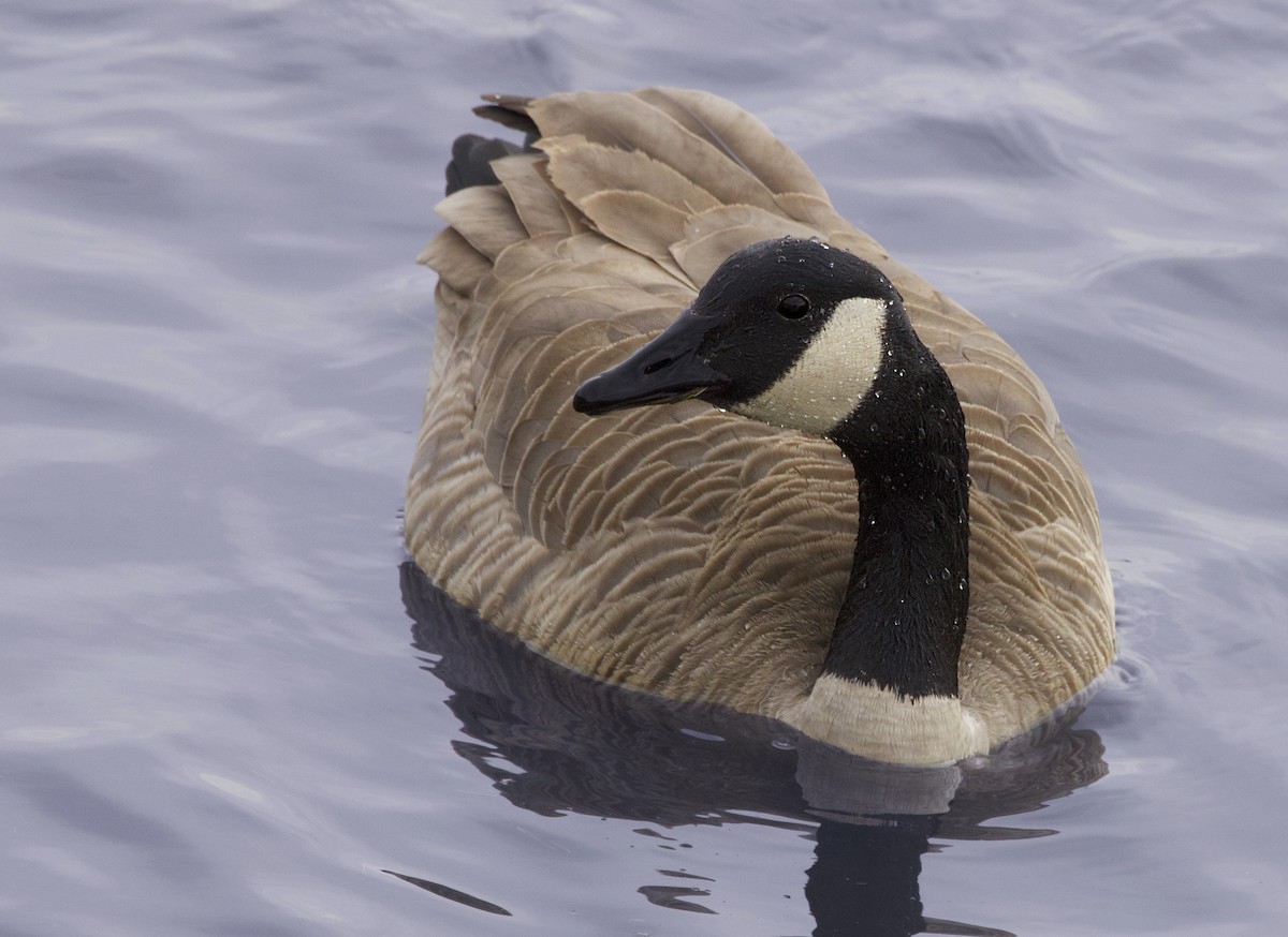 Canada Goose - ML646728934