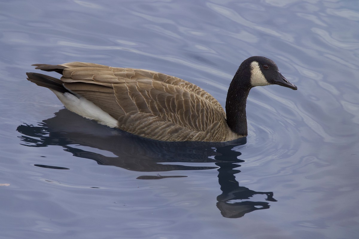 Canada Goose - ML646728935